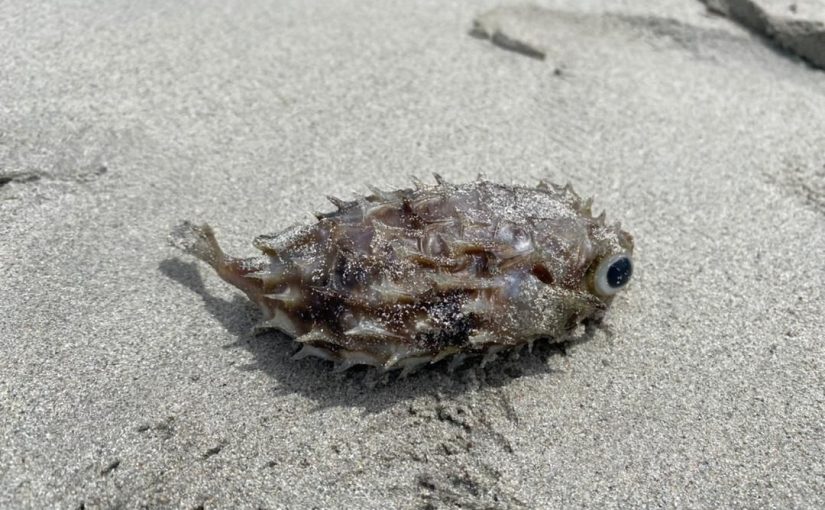 Pufferfish Poisoning is dangerous for both humans and animals.